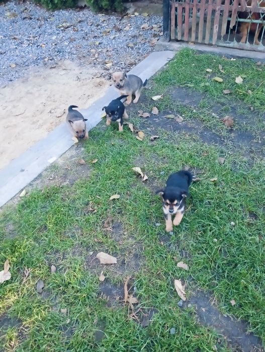 Psy do adopcji za darmo