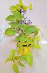 Епіпремнум (сциндапсус) Неон(Neon),Марбл Квін(Marble Queen) і Ен-Джой(
