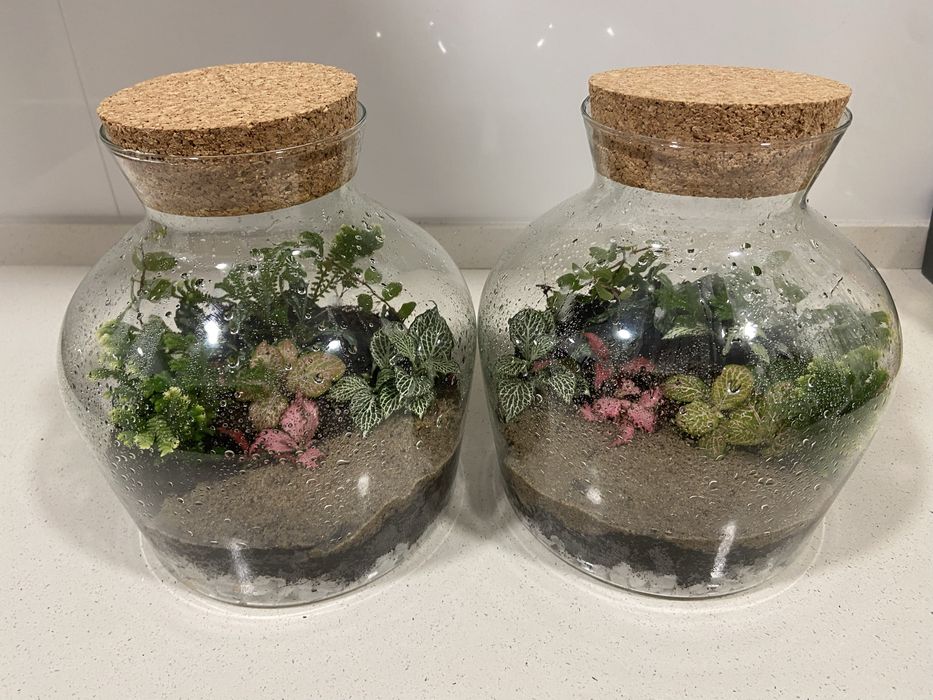 Terrario com plantas naturais 2 tamanhos diaponiveis