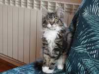 Kotka Maine Coon