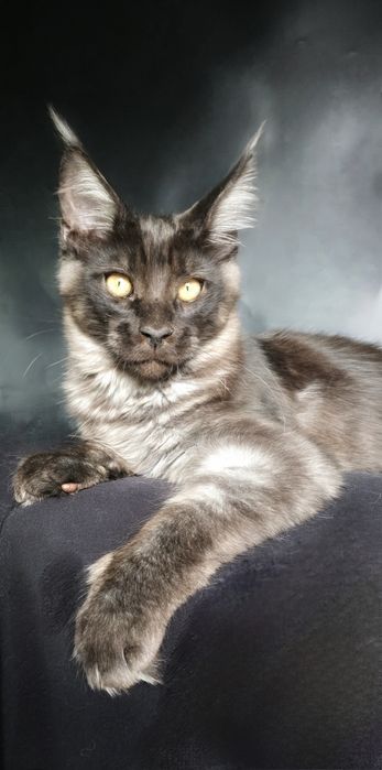 Мейн-кун чорний дим