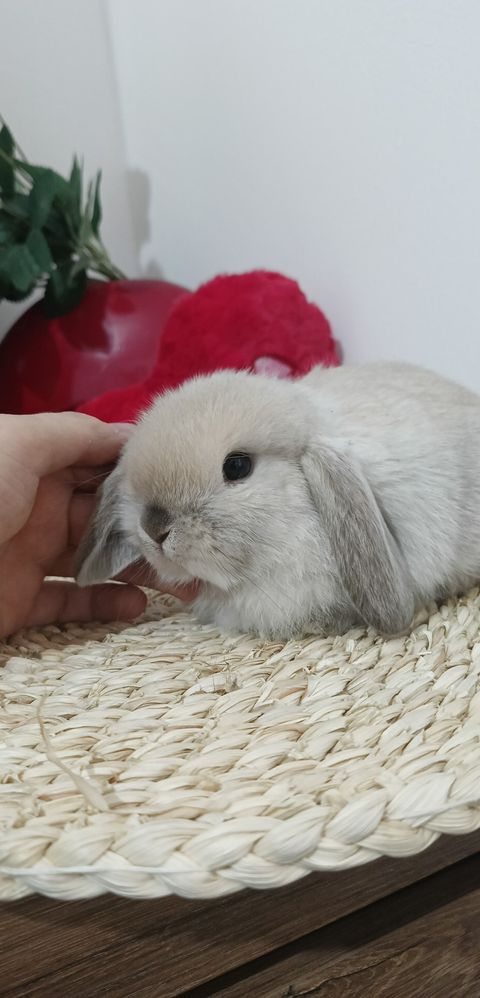 Mini lop króliki karzełek miniaturka baranek hodowla