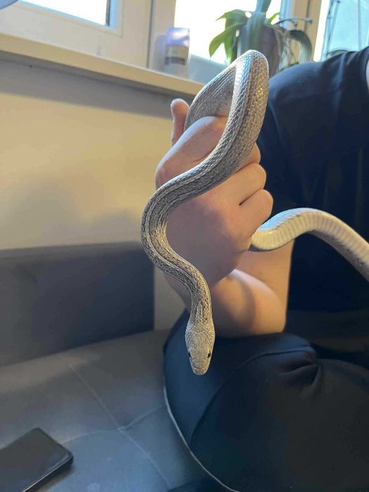 Wąż zbożowy ghost tessera masque het Amel , diffused