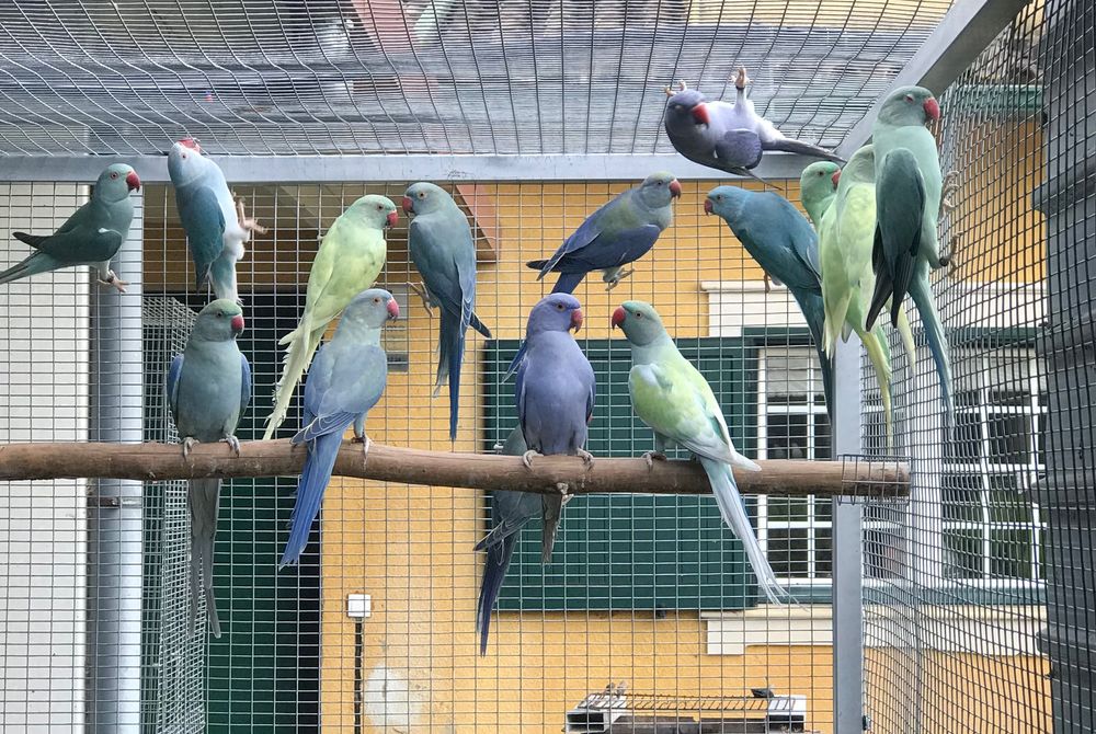 Ring necks de 2025 para cedência