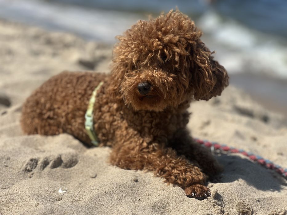 Pudel toy najmniejszy z pudli suczka