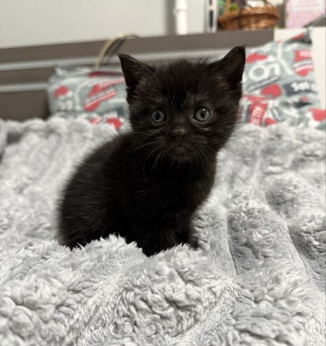 Продаи британське кошеня