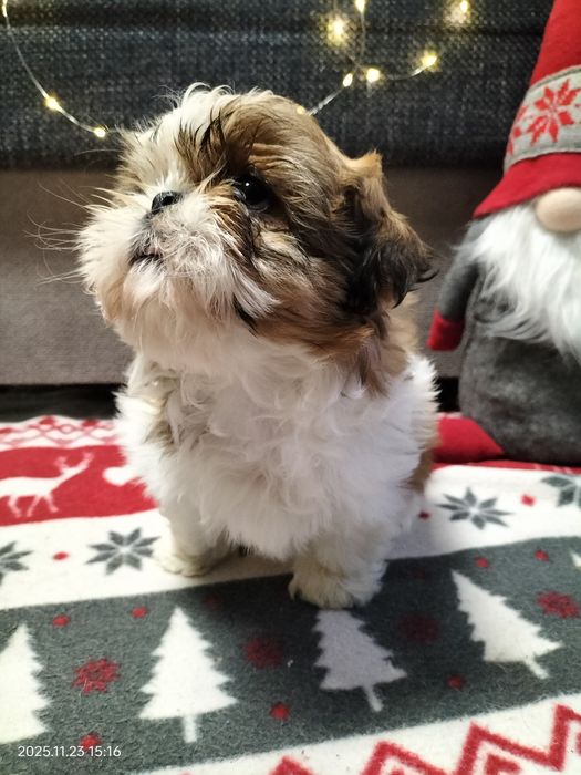 Szczeniak suczka Shih-Tzu