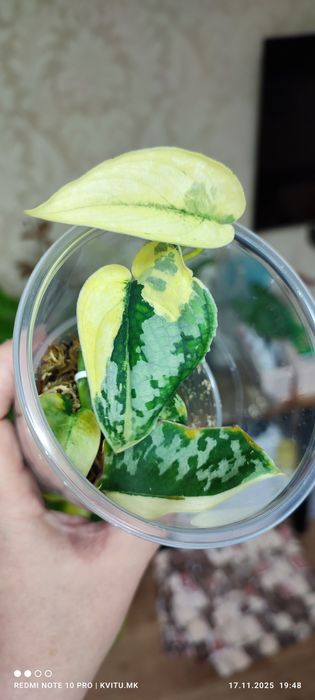 Scindapsus сциндапсус