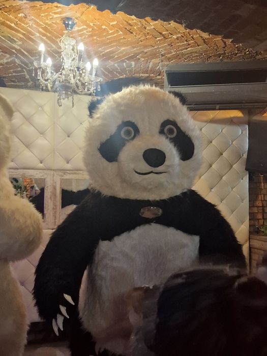 Miś Domiś, Miś Niko, Miś Panda do wynajęcia na każdą okazję.