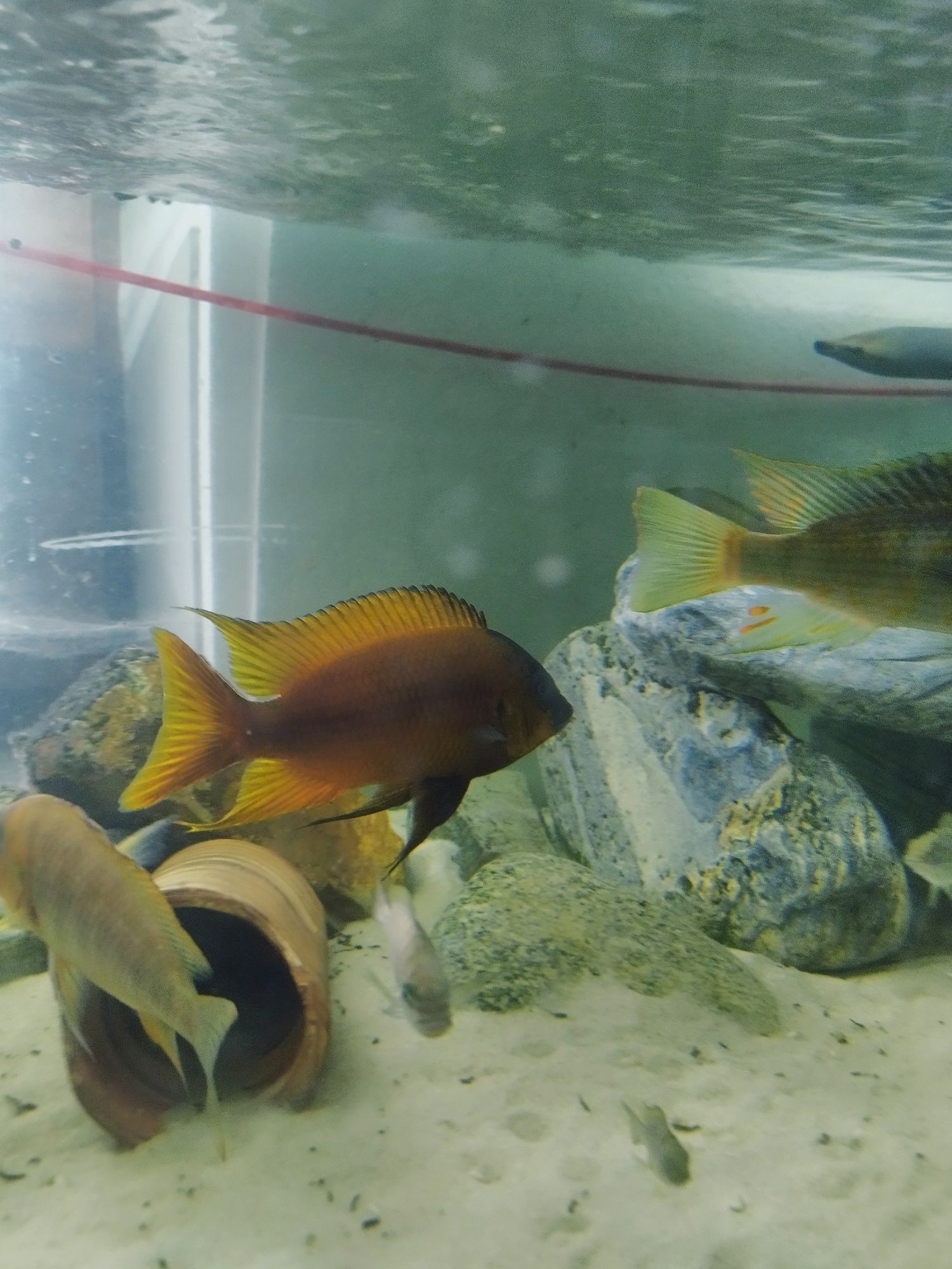 Petrochromis Red Bull point tanganika