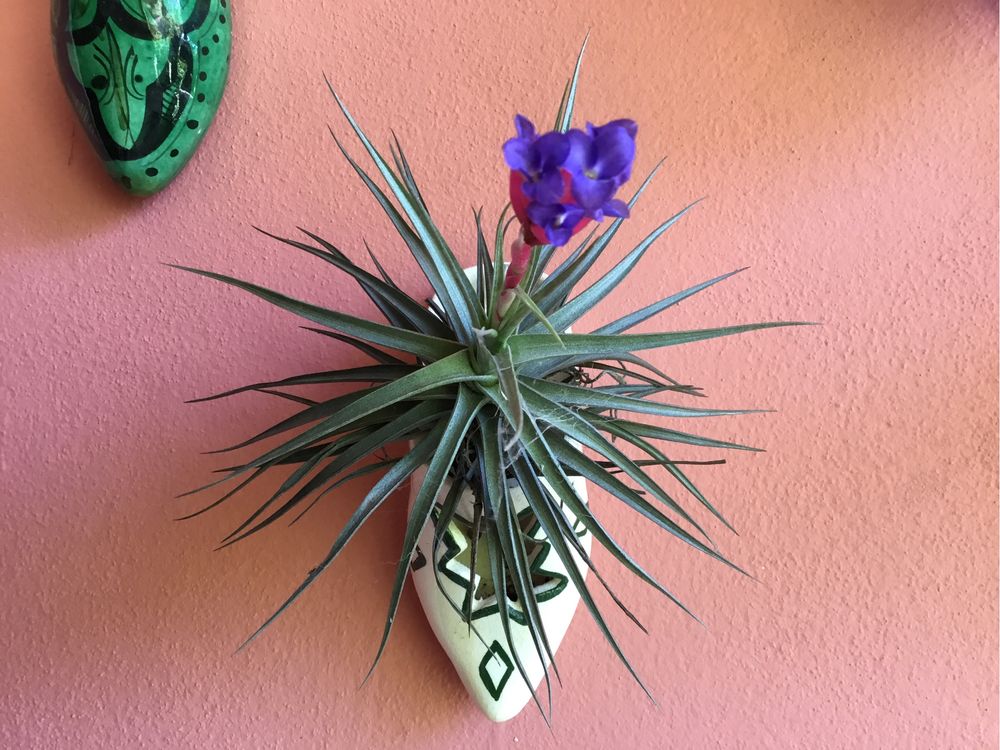 Bromelia tillandsia  planta da amizade