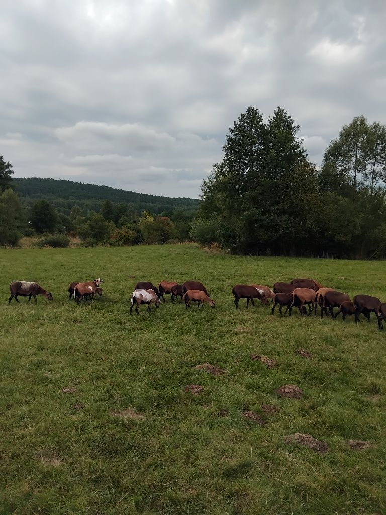 Owce Matki Młode