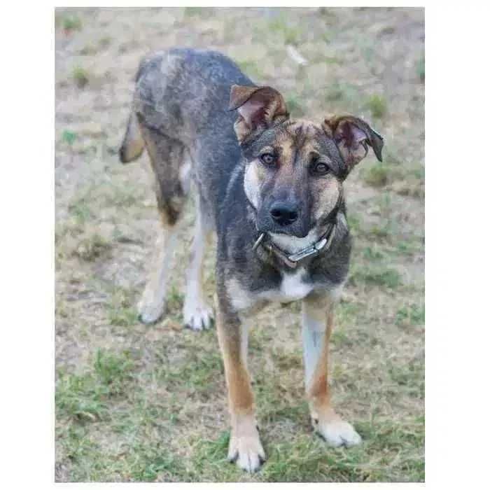 Молодая собака в поисках дома