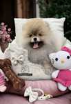 Unikatowa suczka Pomeranian Szpic Miniaturowy FCI