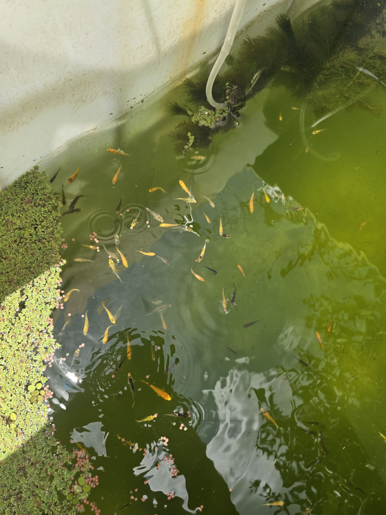 Carpa koi Bebé 1 mês de idade.
