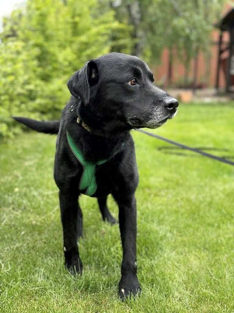Adoptuj  pieska w typie labradora i  podaruj dom