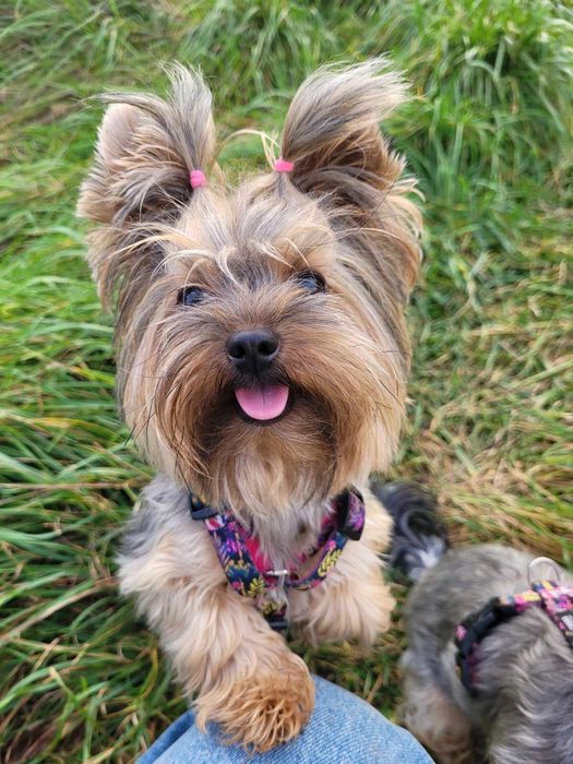 Yorkshire terrier MINI