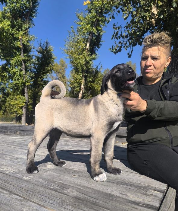 Kangal   suczka FCI
