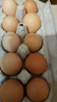 Prawdziwe swojskie jajka z wolnego wybiegu