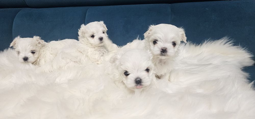 Maltańczyk sunia rodowód ZKWP FCI