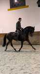 Égua PSL Dressage Hostil X Rubi