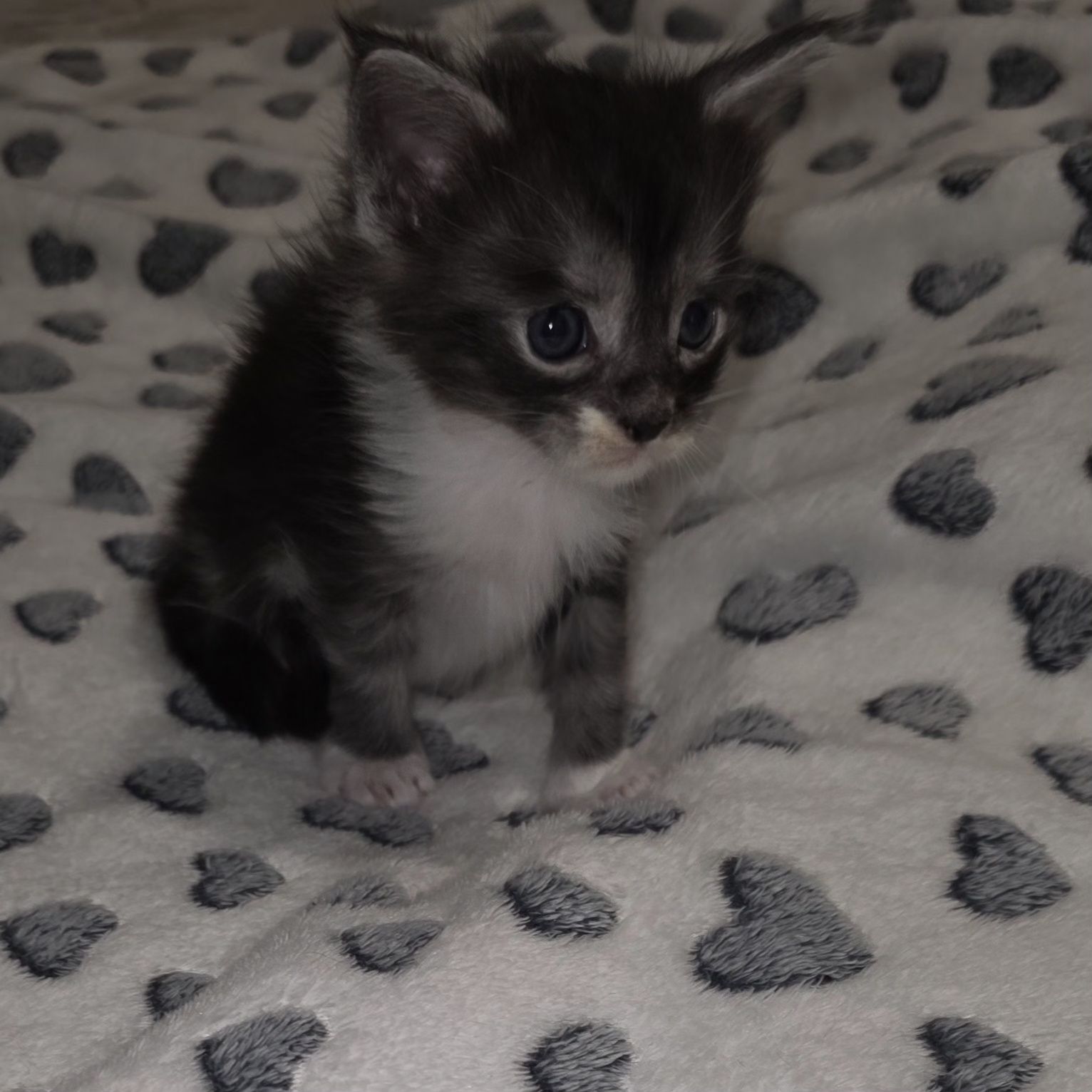 Main coon bebe puro