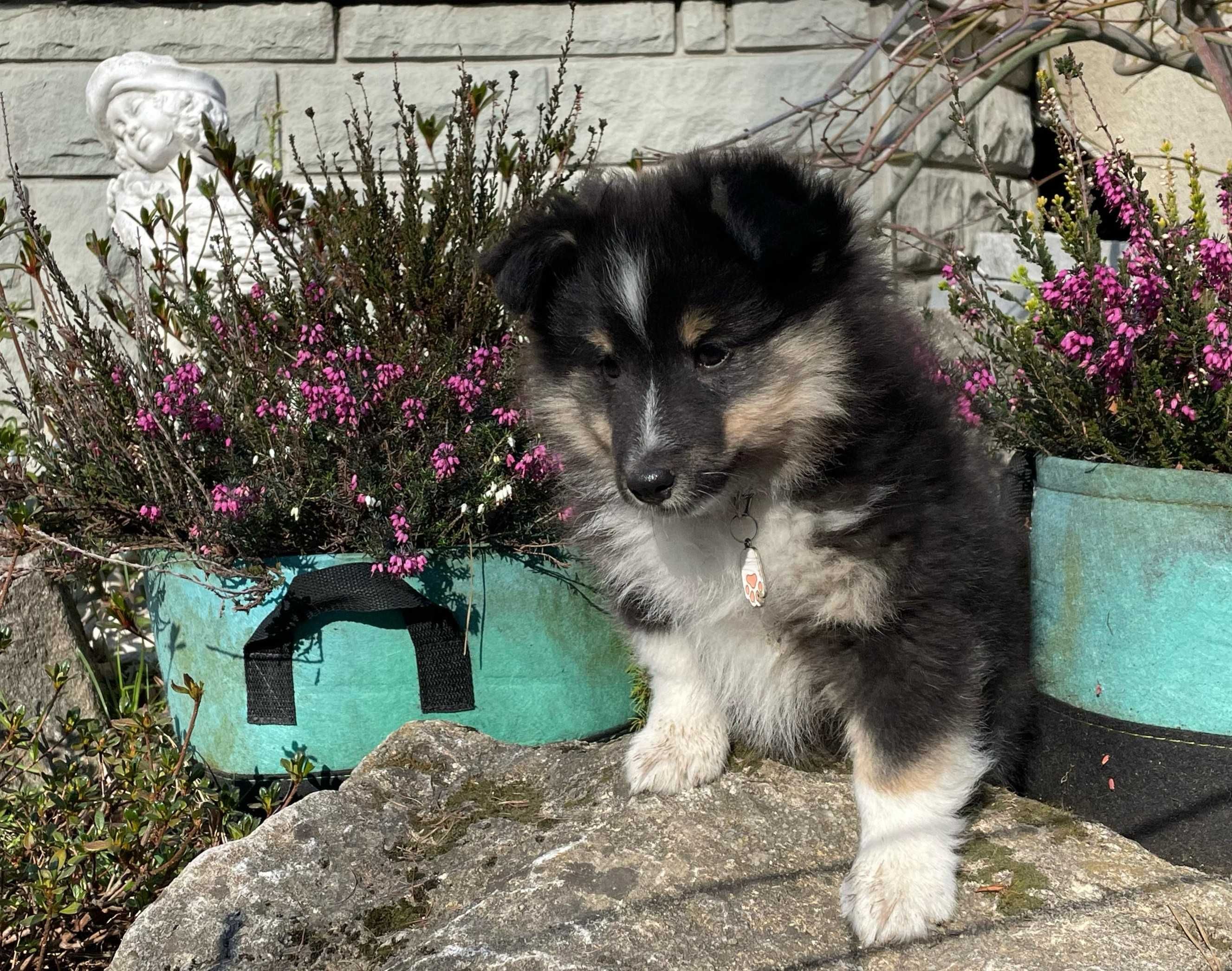 owczarek szetlandzki, sheltie, shetland sheepdog, piesek, ZKwP, FCI