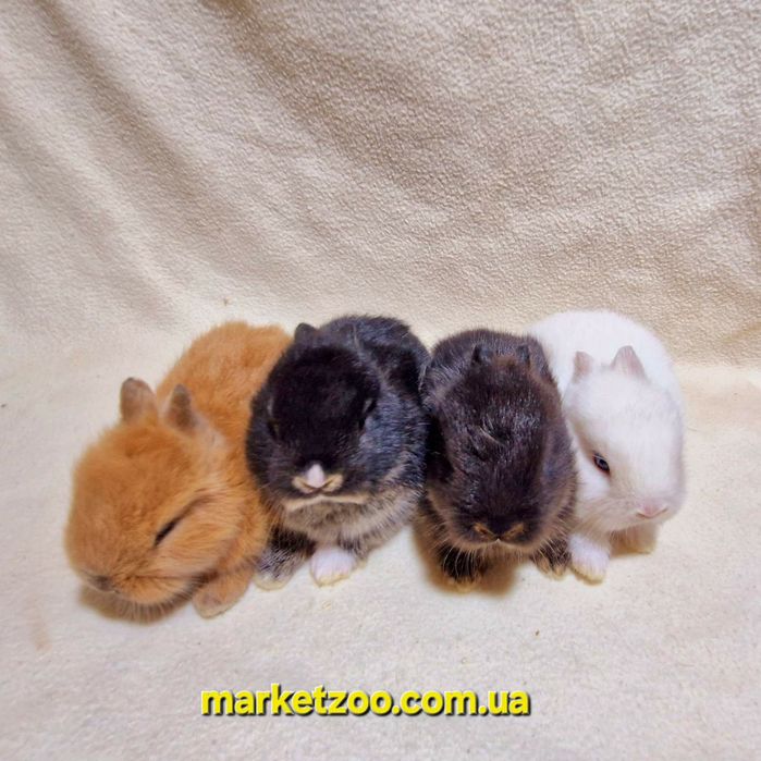 Наймиліші створіння-міні кролики нідерландські!карликовые кролики