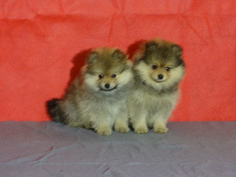 Szpic miniaturowy suczka z rodowodem