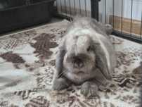 Króliczek mini lop