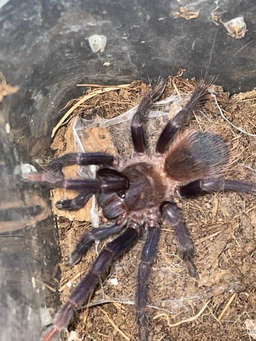 Ptasznik pterinopelma sazimai stadium L5