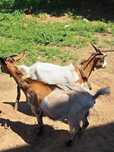 Vendo cabras bebes 1 de 4 meses  e 2 adultas [110€ cada]