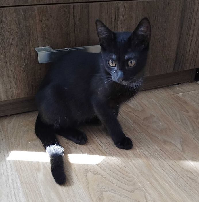 Красунчик метис брюнет Денчик (Даніель)