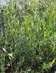 Oliveiras - Diversas