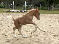 Ogierek Irish/Gypsy Cob do rezerwacji