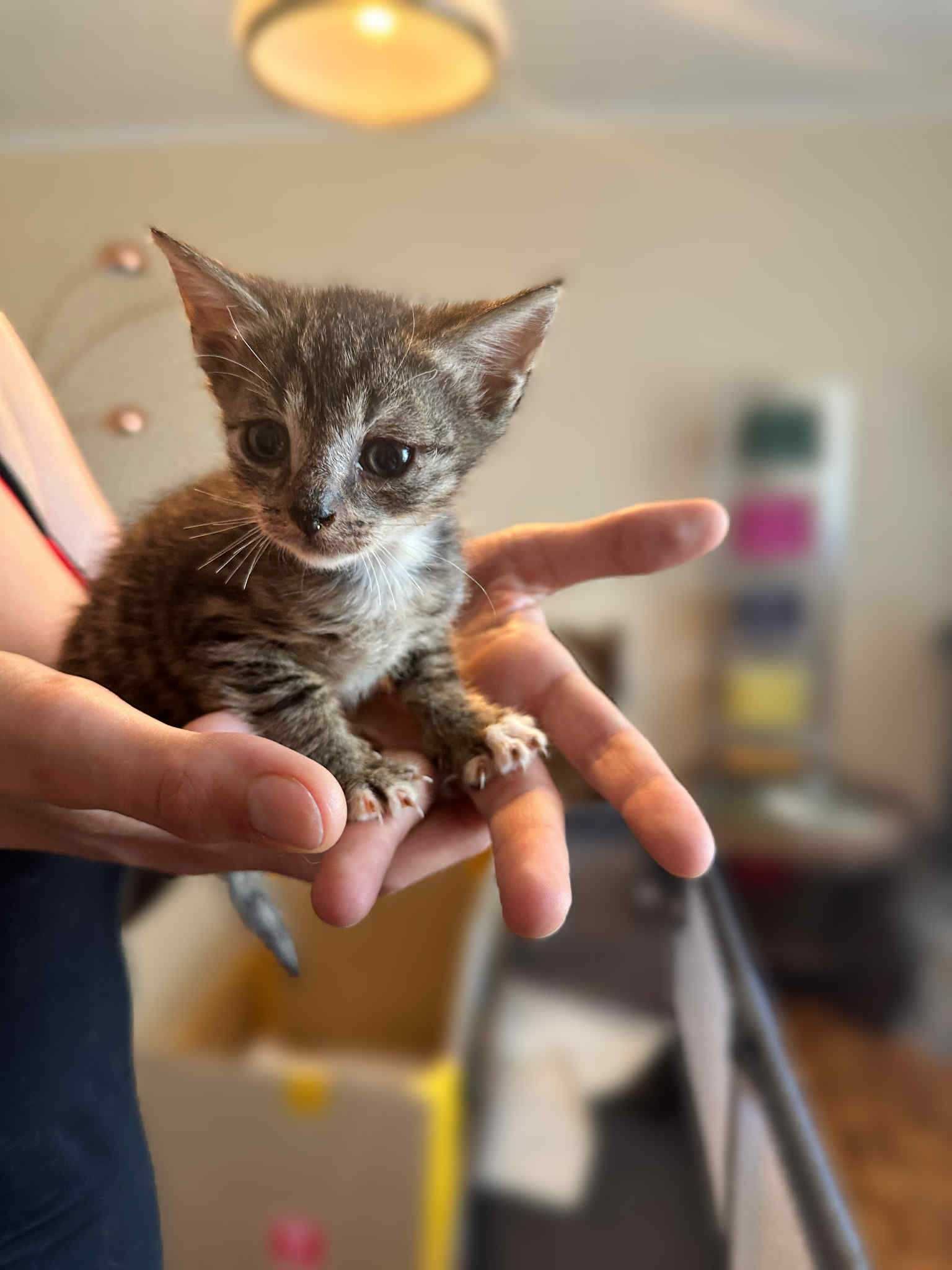 Młody kotek do adopcji.