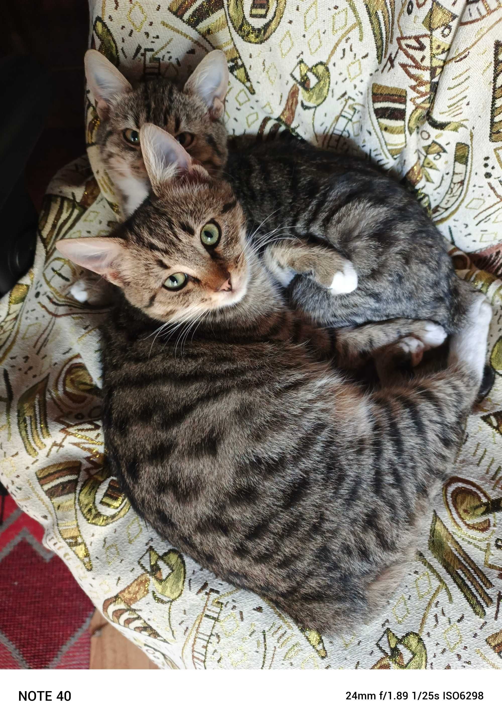 Котик, кішка, молоді (3-4 місяці)