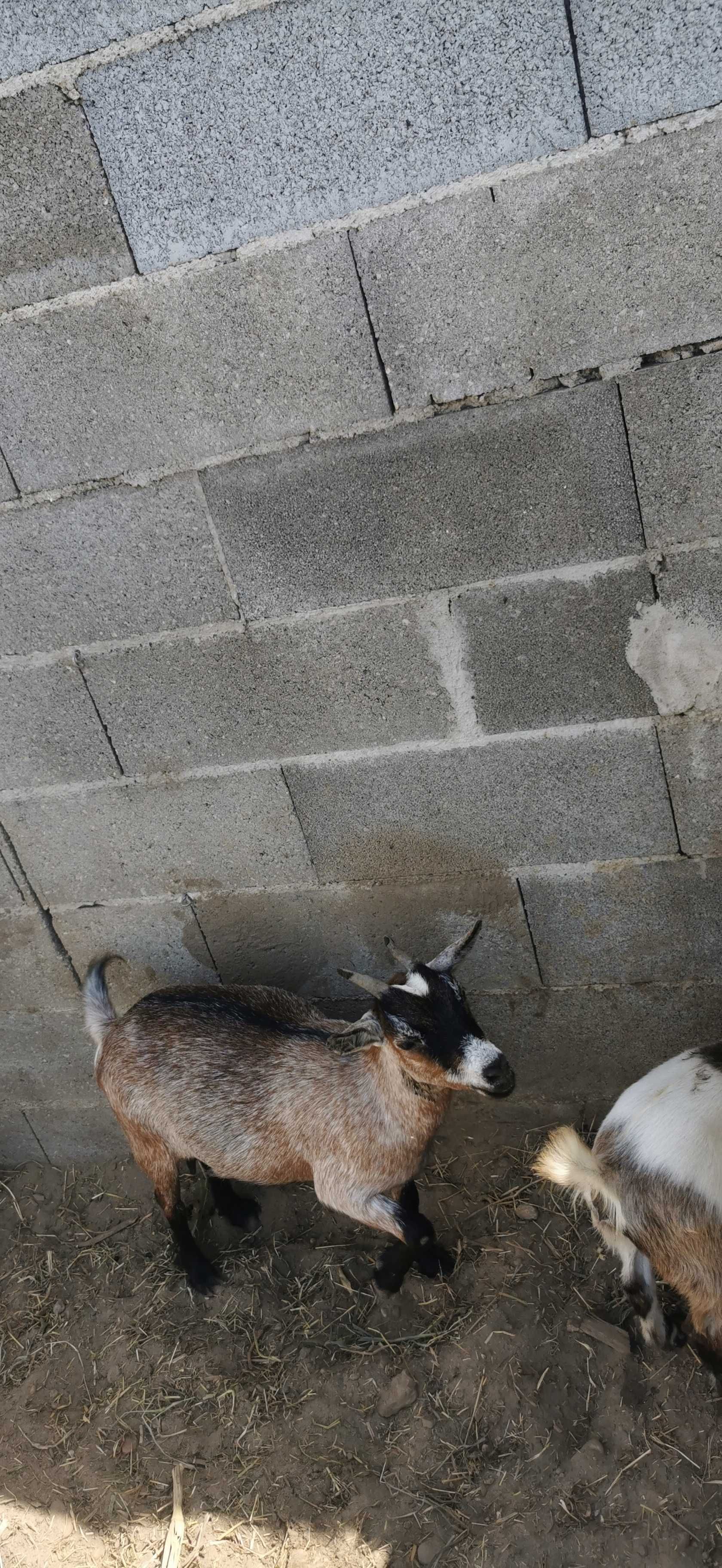 Cabra micro anã fêmea