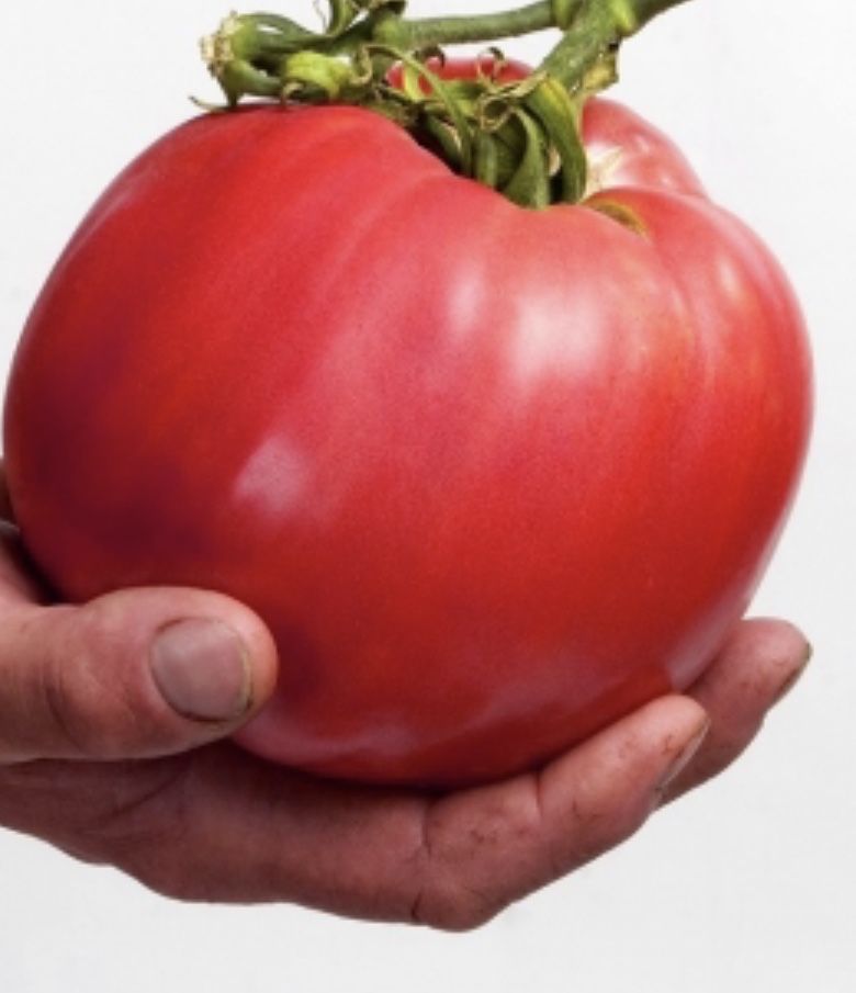 Pomidor malinowy olbrzym sadzonka