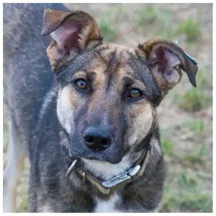 Молодая собака в добрые руки