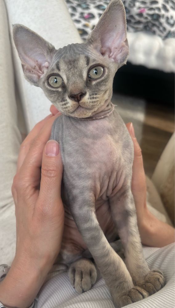 Devon Rex z miotu G rodowód WCF
