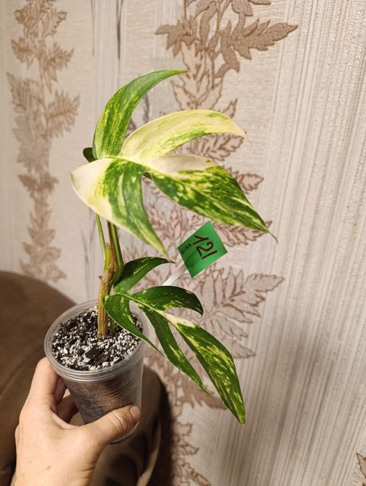 Філодендрон єпіпремнум Cintho Goldfinger сциндапсус