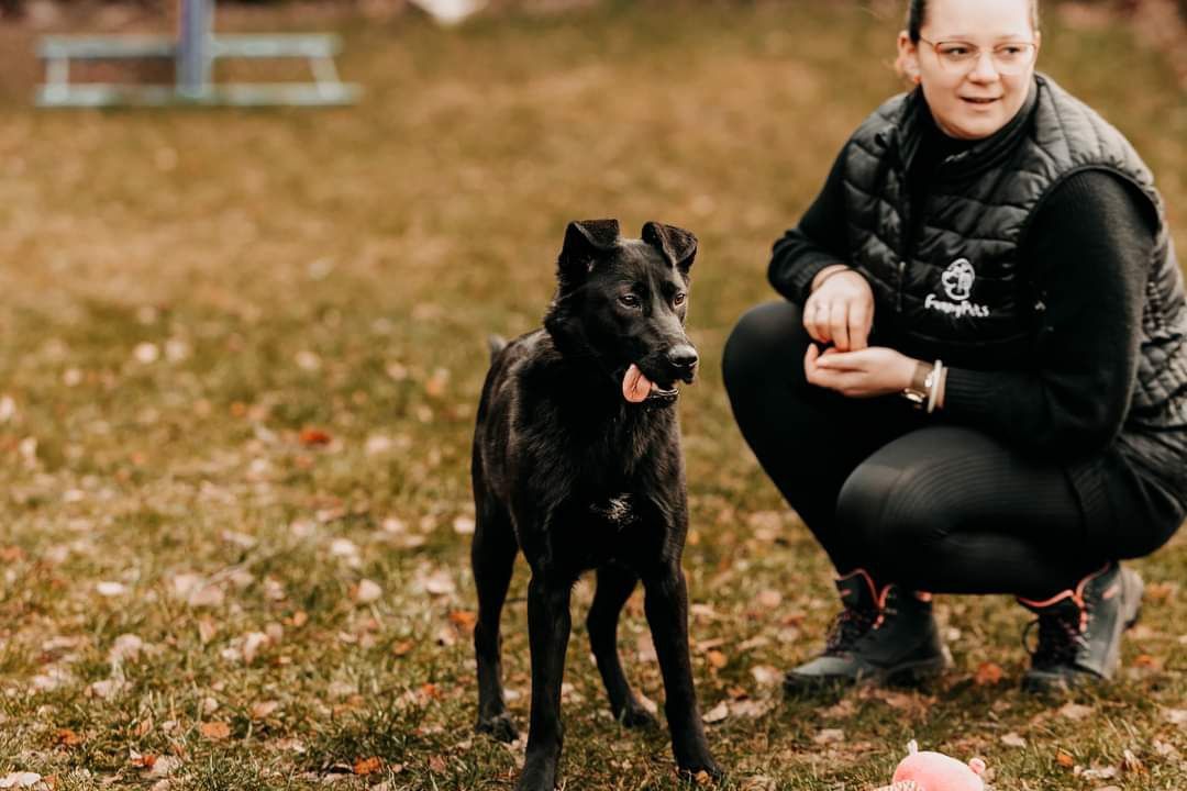 Młodziutki Marley szuka domu