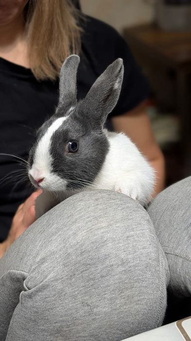 Oddam królika samiec