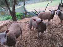 Carneiros e Borregos Charollais