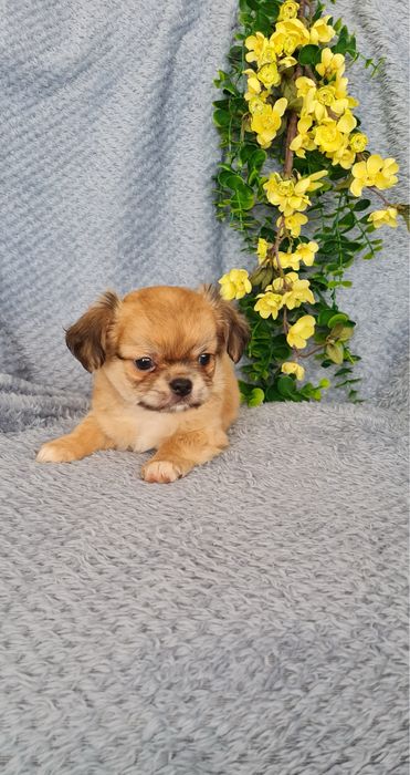 Excecional pelo longo mini Chihuahua.Chiuaua, Qualidade linhagemRussa