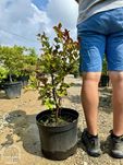Lagerstroemia indica Double Dynamite, Lagerstremia indyjska, 80-180cm