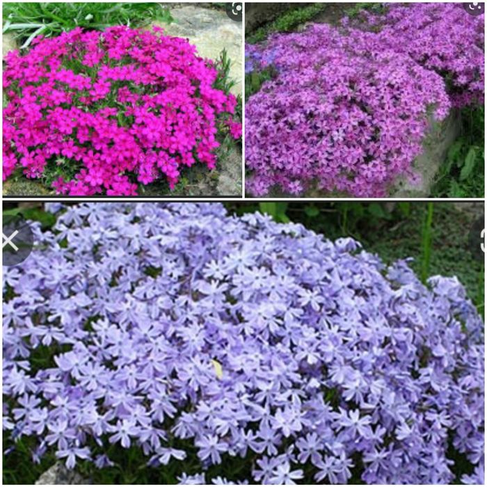 Квіти садові різних видів