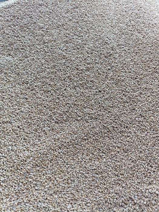 Pszenżyto ozime 2025