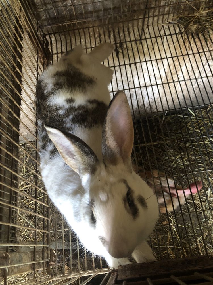 Animais de quinta